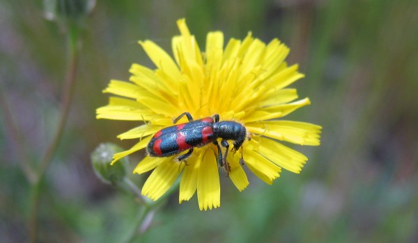 Photo of a Red-blue Checkered Beetle on a hawk's-beard flower head. 