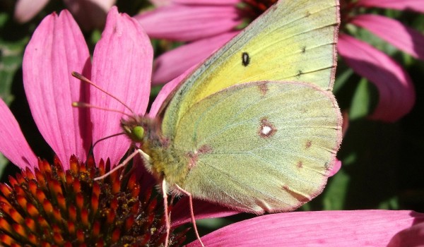 Photo of a Sulphur butterfly on the head of a Purple Coneflower.