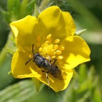 Photo of a yellow-faced bee on a Shrubby Cinquefoil flower.