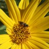 Photo of a thick-headed fly on a sunflower head.