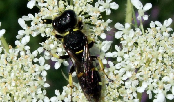 Photo of a square-headed wasp on Queen Anne's Lace flowers. 