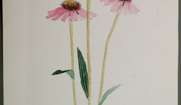 Photo of a watercolour painting of a Purple Coneflower plant.