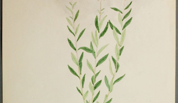 Photo of a watercolour painting of a Seneca Root plant.