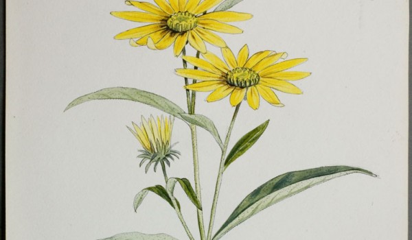 Photo of a watercolour painting of a Narrow-leaved Sunflower plant.