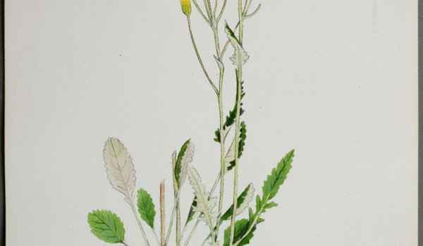 Photo of a watercolour painting of a Prairie Groundsel plant.