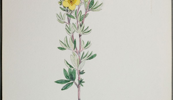 Photo of a watercolour painting of a Shrubby Cinquefoil plant.