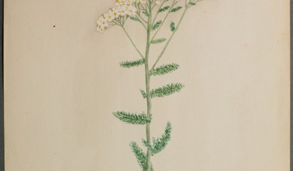Photo of a watercolour painting of a Common Yarrow plant.