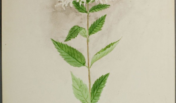 Photo of a watercolour painting of a Wild Bergamot plant.