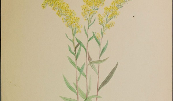 Photo of a watercolour painting of a Showy Goldenrod plant.
