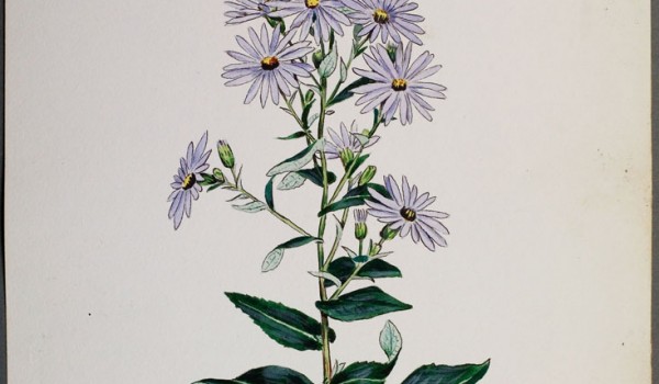 Photo of a watercolour painting of a Smooth Aster plant.