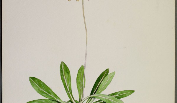 Photo of a watercolour painting of a Saline Shootingstar plant.
