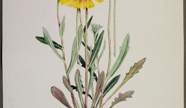 Photo of a watercolour painting of a Gaillardia plant.