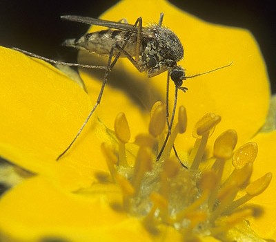 Photo of a mosquito on a Shrubby Cinquefoil flower.