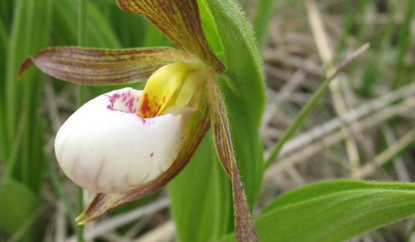 Photo of a Small White Lady's-slipper plant.