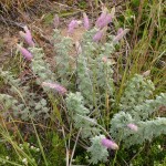 Photo of a Hairy Prairie-clover plant.