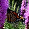 Photo of a Monarch butterfly on a Dotted Blazingstar flower head.
