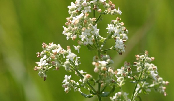 Photo of a Northern Bedstraw plant.