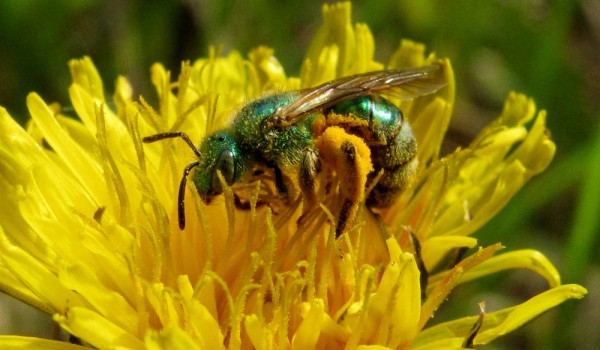 Photo of a sweat bee on a Dandelion flower head.