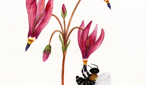 Photo of a painting of a sweat bee pollinating a Saline Shootingstar flower.