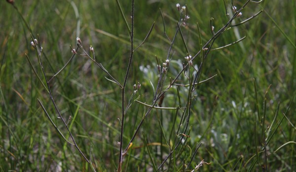 Photo of a Slender Mouse-ear Cress plant.