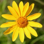 Photo of a Narrow-leaved Sunflower plant.