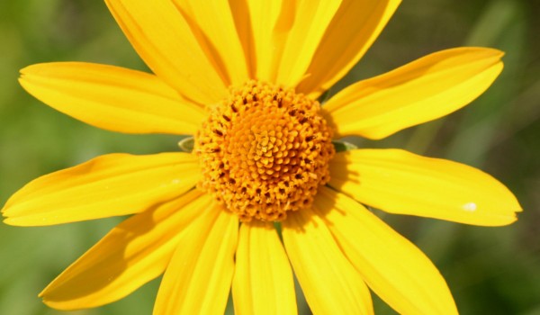 Photo of a Narrow-leaved Sunflower plant.