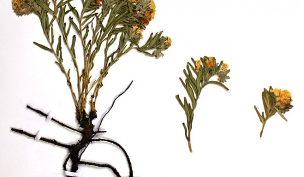 Photo of a pressed herbarium specimen of Hoary Puccoon.