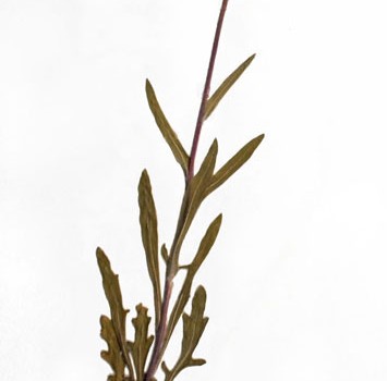 Photo of a pressed herbarium specimen of Gaillardia.