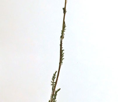 Photo of a pressed herbarium specimen of Prairie Groundsel.