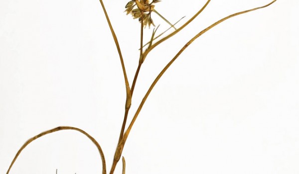 Photo of a pressed herbarium specimen of Western Spiderwort.