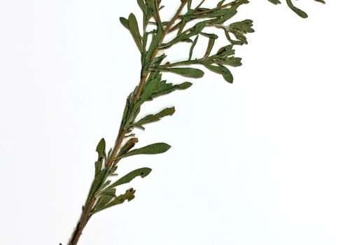 Photo of a pressed herbarium specimen of Hairy Golden-aster.