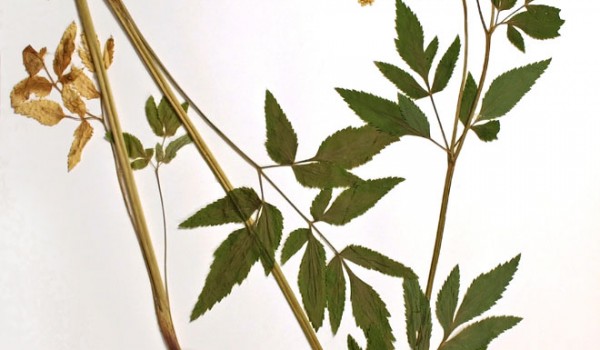 Photo of a pressed herbarium specimen of Golden Alexander.