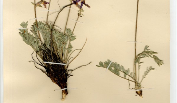 Photo of a pressed herbarium specimen of Hare-footed Locoweed.