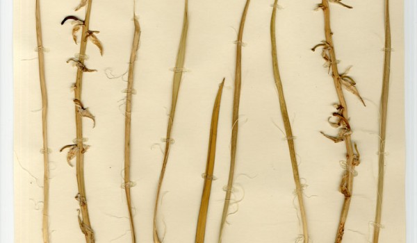 Photo of a pressed herbarium specimen of Soapweed.