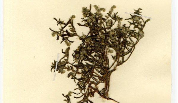 Photo of a pressed herbarium specimen of Tiny Cryptanthe.