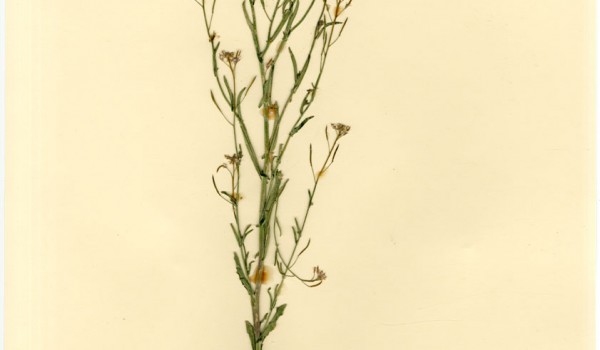 Photo of a pressed herbarium specimen of Slender Mouse-ear Cress.