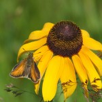 Photo of a Poweshiek Skipperling butterfly on a Black-eyed Susan flower head.