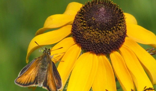 Photo of a Poweshiek Skipperling butterfly on a Black-eyed Susan flower head.