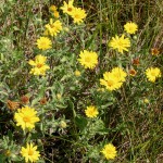 Photo of a Hairy Golden-aster plant.