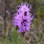 Photo of a Dotted Blazingstar plant.