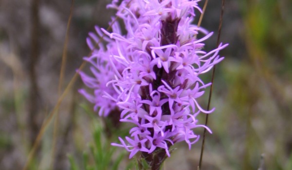 Photo of a Dotted Blazingstar plant.
