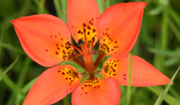 Photo of a Western Red Lily plant.