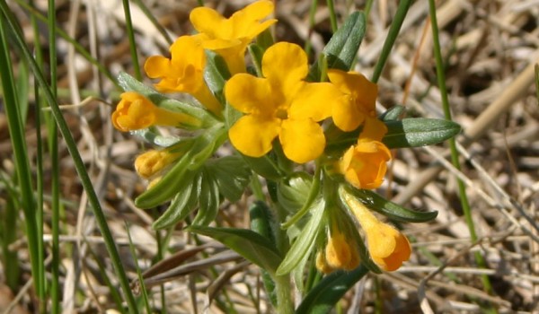 Photo of a Hoary Puccoon plant.