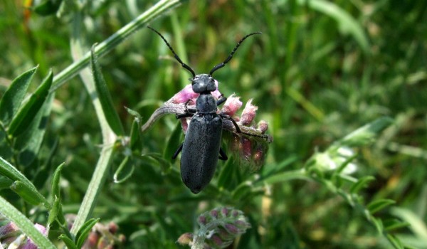 Photo of a blister beetle on legume flowers.