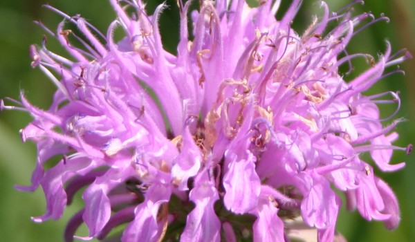 Photo of a Wild Bergamot plant.