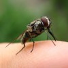 Photo of a stable fly on a finger.