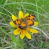 Photo of a Northern Pearl Crescent butterfly on a Black-eyed Susan flower head.