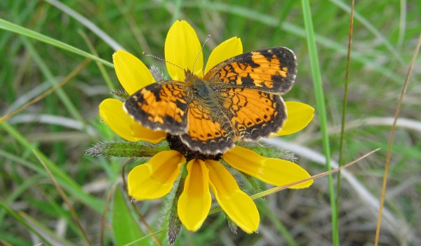 Photo of a Great Spangled Fritillary (Speyeria cybele) on a Dotted Blazingstar flower head. 