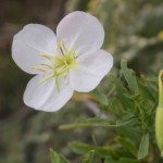 Photo of a White Evening-primrose plant.