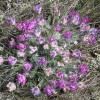 Photo of a Hare-footed Locoweed plant.